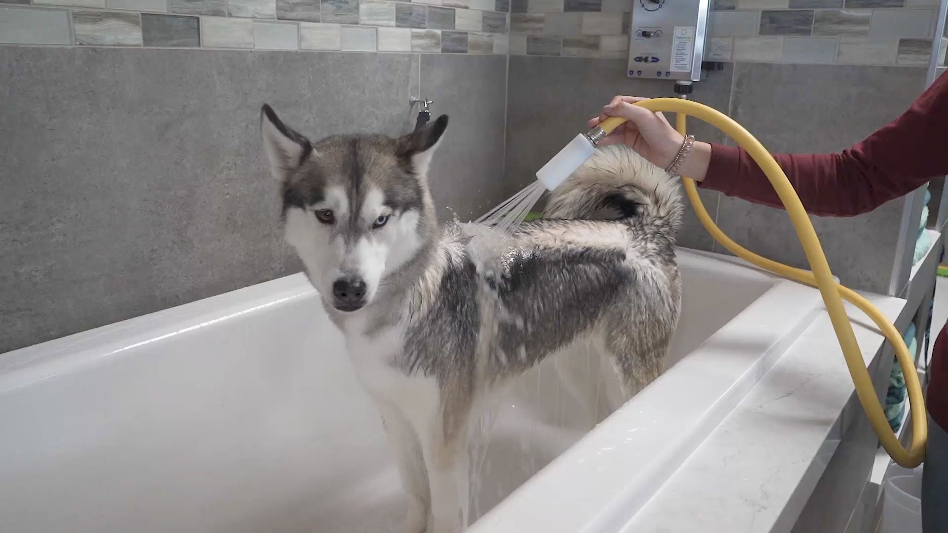 Self-Dog Wash Arizona - Barking Dogs Self-Wash & Grooming